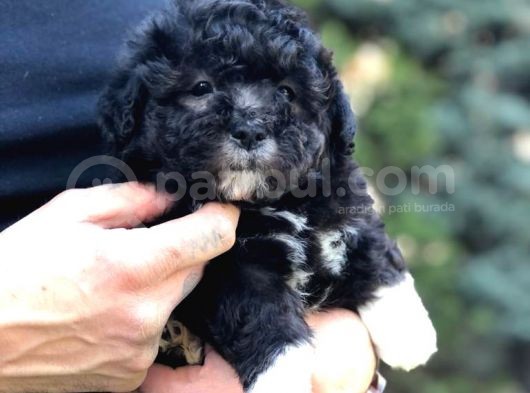 Pantom Maltipoo Yavrumuz görsel