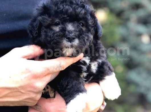 Pantom Maltipoo Yavrumuz görsel