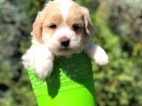 Veteriner Teknikerinden Irk Ve Sağlık Garantili Maltipoo