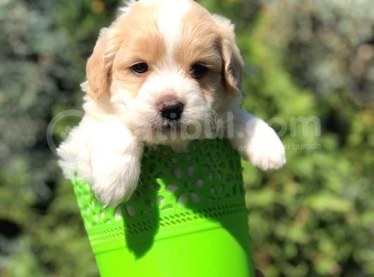 Veteriner Teknikerinden Irk Ve Sağlık Garantili Maltipoo görsel