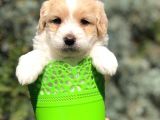 Veteriner Teknikerinden Irk Ve Sağlık Garantili Maltipoo
