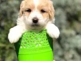 Veteriner Teknikerinden Irk Ve Sağlık Garantili Maltipoo