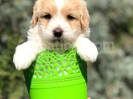 Veteriner Teknikerinden Irk Ve Sağlık Garantili Maltipoo