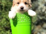 Veteriner Teknikerinden Irk Ve Sağlık Garantili Maltipoo