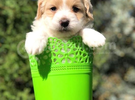 Veteriner Teknikerinden Irk Ve Sağlık Garantili Maltipoo görsel