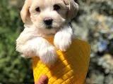 Veteriner Teknikerinden Sevimli Maltipoo Yavrumuz