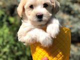 Veteriner Teknikerinden Sevimli Maltipoo Yavrumuz