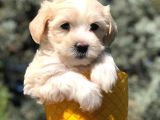 Veteriner Teknikerinden Sevimli Maltipoo Yavrumuz