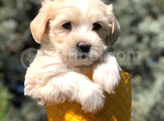 Veteriner Teknikerinden Sevimli Maltipoo Yavrumuz görsel