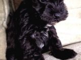 Tüy Dökmez Koku Yapmaz Minyatür Schnauzer Yavru