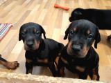Doberman Yavruları