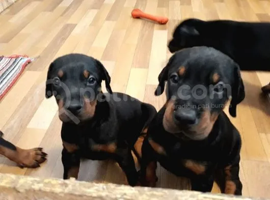 Doberman Yavruları