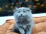 British Longhair