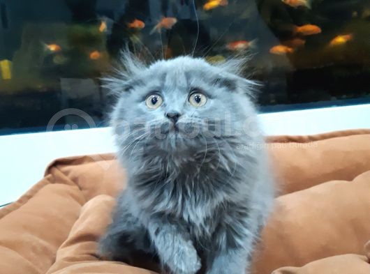 British Longhair görsel
