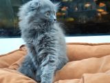 British Longhair