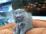 British Longhair