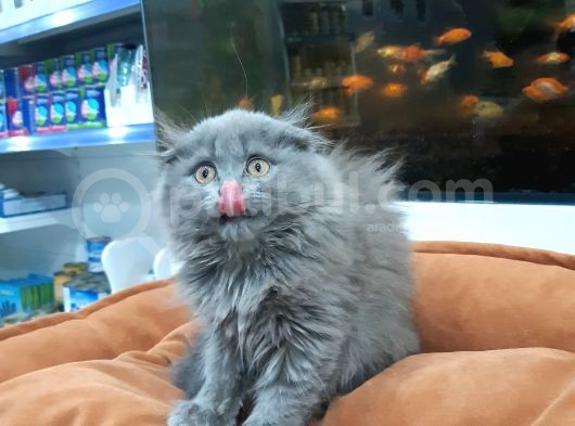 British Longhair görsel
