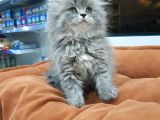British Longhair