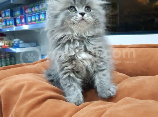 British Longhair görsel