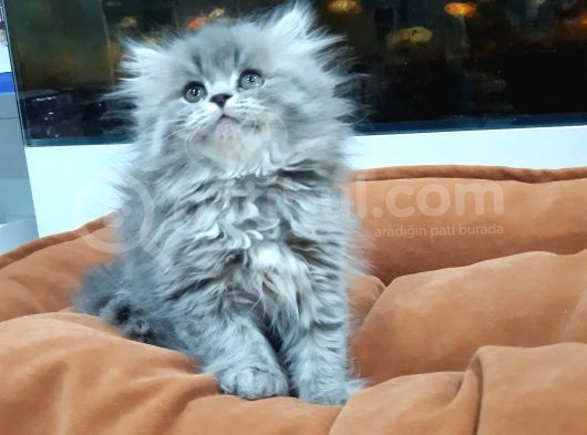 British Longhair görsel