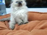 British Longhair
