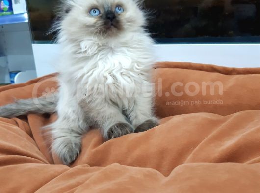 British Longhair görsel
