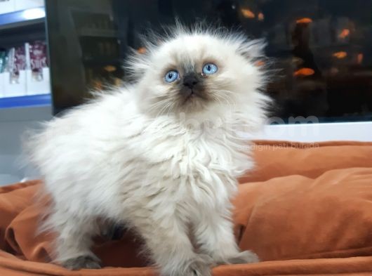 British Longhair görsel