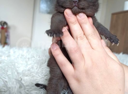Anne Altından Nadir Bulunan Renk Ve Irklar görsel