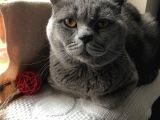 British Shorthair 1 Buçuk Yaşında