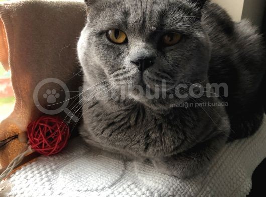 British Shorthair 1 Buçuk Yaşında görsel