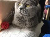 British Shorthair 1 Buçuk Yaşında
