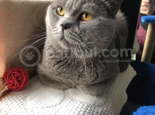 British Shorthair 1 Buçuk Yaşında