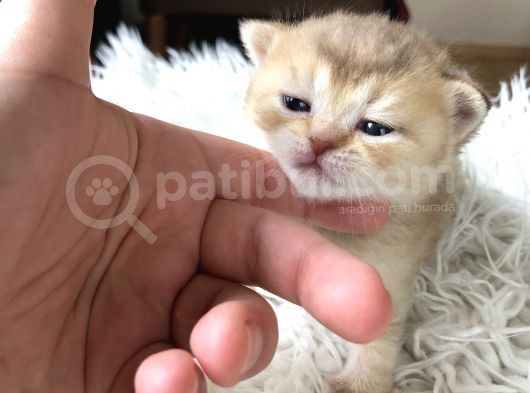 Anne Altından Nadir Bulunan Renk Ve Irklar görsel