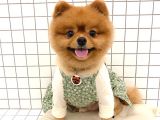 Pomeranian Boo Yavruları