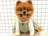 Pomeranian Boo Yavruları