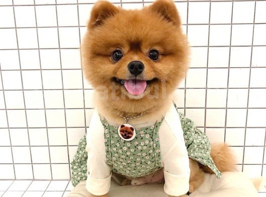 Pomeranian Boo Yavruları görsel