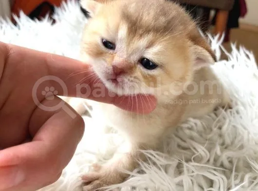 Anne Altından Nadir Bulunan Renk Ve Irklar