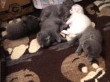 Scottish Fold Ve British Kardeş Yavrular