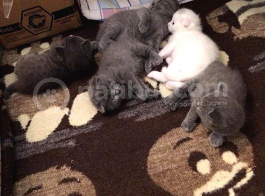 Scottish Fold Ve British Kardeş Yavrular görsel