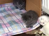 Scottish Fold Ve British Kardeş Yavrular