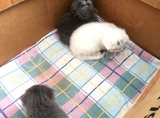 Scottish Fold Ve British Kardeş Yavrular görsel