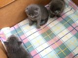 Scottish Fold Ve British Kardeş Yavrular