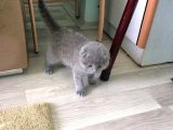 Scottish Fold Ve British Kardeş Yavrular