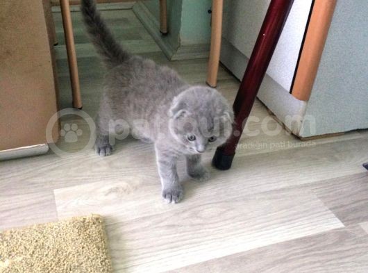 Scottish Fold Ve British Kardeş Yavrular görsel