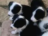 Zeka Küpü Gerçek Border Colie Bebekler