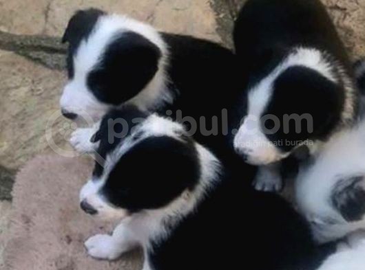 Zeka Küpü Gerçek Border Colie Bebekler görsel