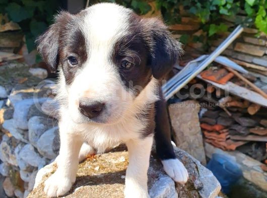 Zeka Küpü Gerçek Border Colie Bebekler görsel