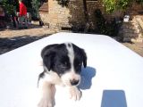 Zeka Küpü Gerçek Border Colie Bebekler