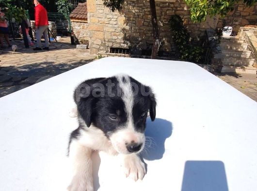 Zeka Küpü Gerçek Border Colie Bebekler görsel