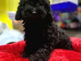 Kara Çocuklar Toy Poodle Anne Babanın Efsane Oğlu